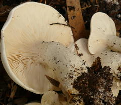 Leucopaxillus cerealis