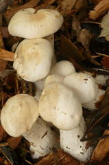 Leucopaxillus cerealis