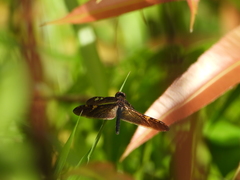 Rhyothemis obsolescens