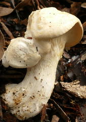 Leucopaxillus cerealis