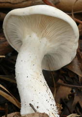 Leucopaxillus cerealis