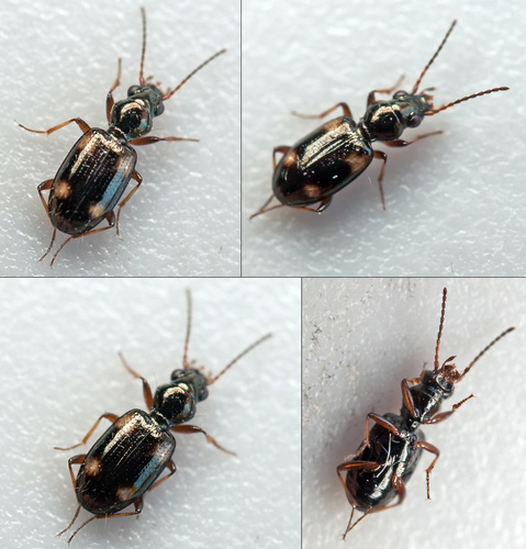 Garden Bembidion Beetle