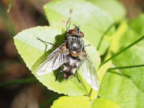 Smidtia amoena