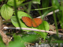 Ariadne ariadne