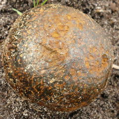 Pisolithus marmoratus