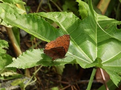 Ariadne ariadne