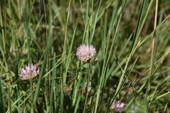 Trifolium echinatum