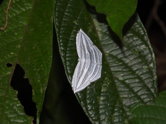 Acropteris rectinervata