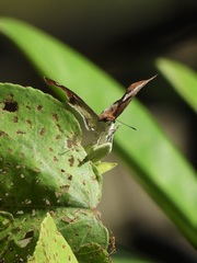 Odontoptilum angulata angulata