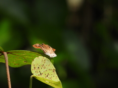 Odontoptilum angulata angulata