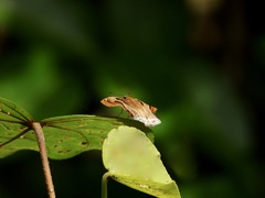Odontoptilum angulata angulata