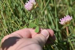 Trifolium echinatum