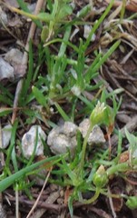 Spergula pentandra