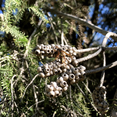 Polistes humilis synoecus