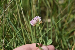 Trifolium echinatum