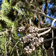 Polistes humilis synoecus