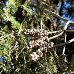 Polistes humilis synoecus