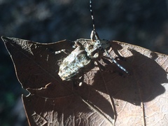 Aegomorphus quadrigibbus