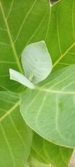 Calotropis procera