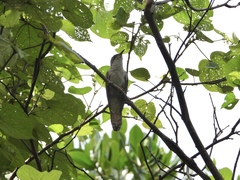 Cacomantis sonneratii