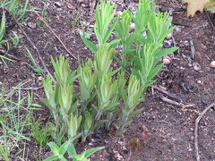 Veronicastrum virginicum