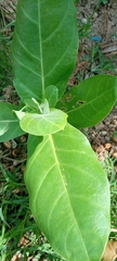 Calotropis procera image