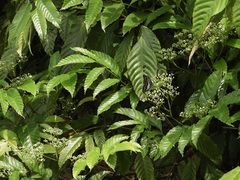 Graphium doson evemonides