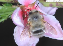 Anthophora melanognatha