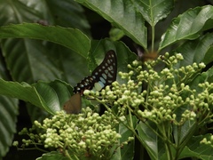 Graphium doson evemonides