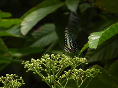 Graphium doson evemonides