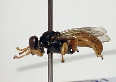 Miscophini
