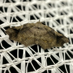 Philogethes metableta