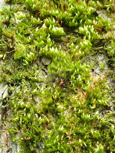 Vislioji pilezija nuotrauka