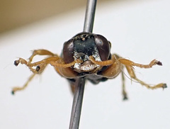 Miscophini