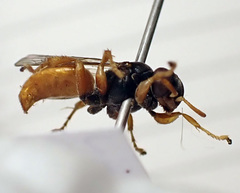 Miscophini