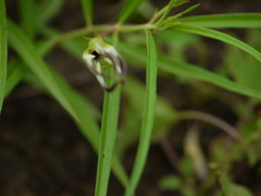 Ceropegia attenuata