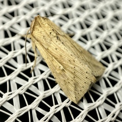 Mythimna decisissima