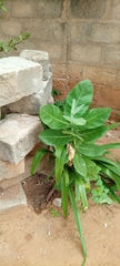 Calotropis procera