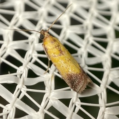 Nephopterix chryserythra