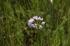 Allium roseum