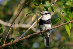 Notharchus hyperrhynchus