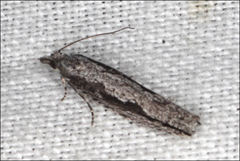 Holocola melanographa
