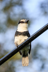Notharchus hyperrhynchus