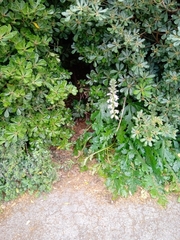 Acanthus mollis