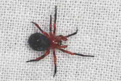 Ambicodamus crinitus