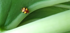 Amida tricolor