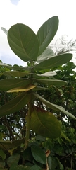 Calotropis procera