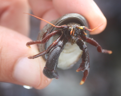 Pagurus hemphilli