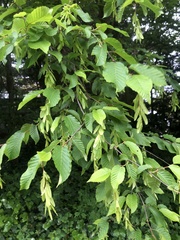 Carpinus betulus