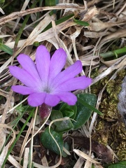 Primula integrifolia
